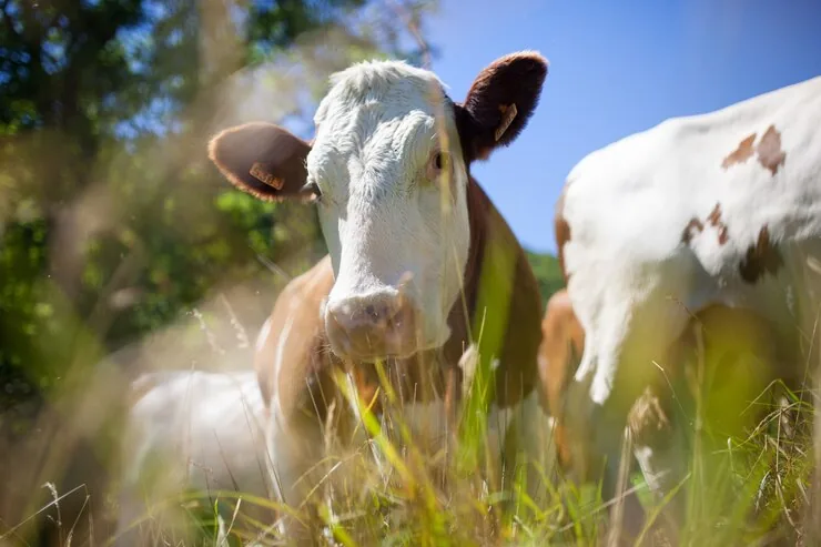 Ganadería bovina y lechera
